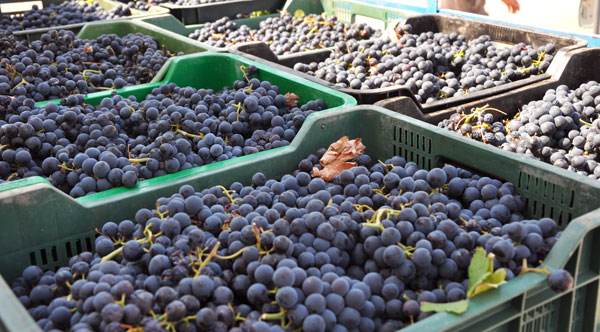 uvas de la Sierra de Salamanca