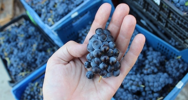 La Vendimia 2015 finaliza con más producción y calidad de uva
