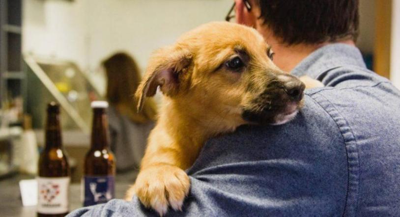 Abren en Madrid la primera cafetería en la que se pueden adoptar cachorros