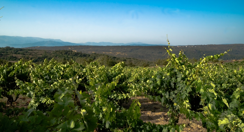Bodegas Dominio de la Sierra, una nueva forma de elaborar vino