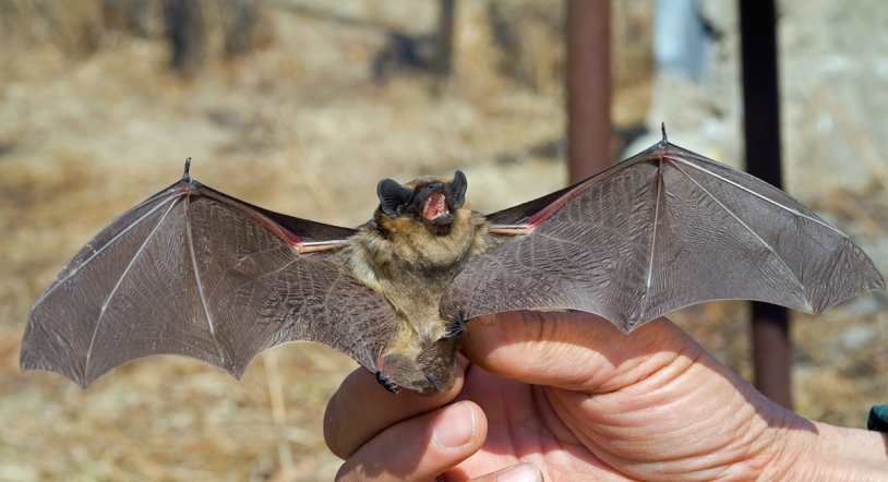 Sanidad confirma que los murciélagos son el origen del coronavirus