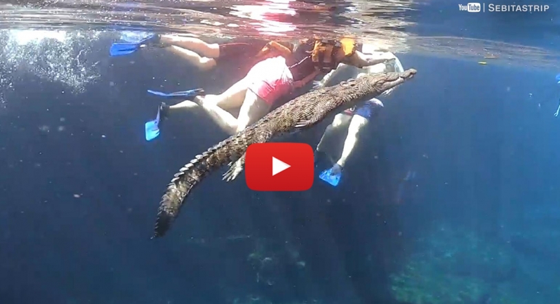 Panchito, el cocodrilo que se hace viral por nadar junto a turistas sin 'comérselos'