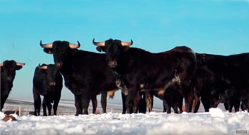 Impresionante video del toro bravo en la nieve: la puntilla para el sector de la tauromaquia