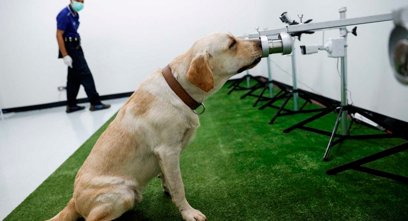 Los perros pueden detectar la COVID con una precisión de hasta el 94%