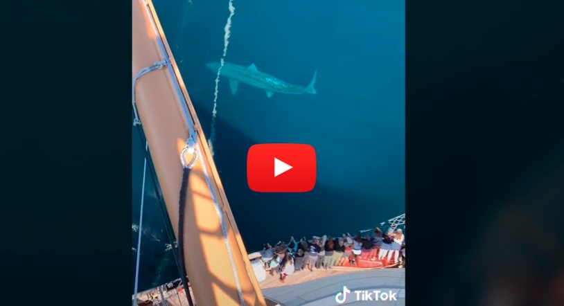 Vídeo viral | Un tiktoker graba durante su viaje a tiburón de 12 metros de longitud 