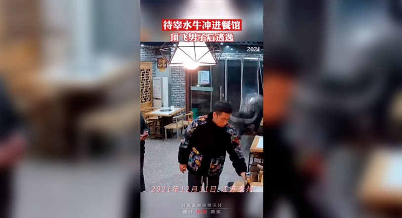 Viral | Un búfalo entra descontrolado en un restaurante en China y se lleva al dueño por delante