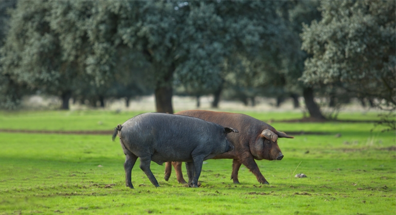 El sector porcino reivindica la calidad de sus productos