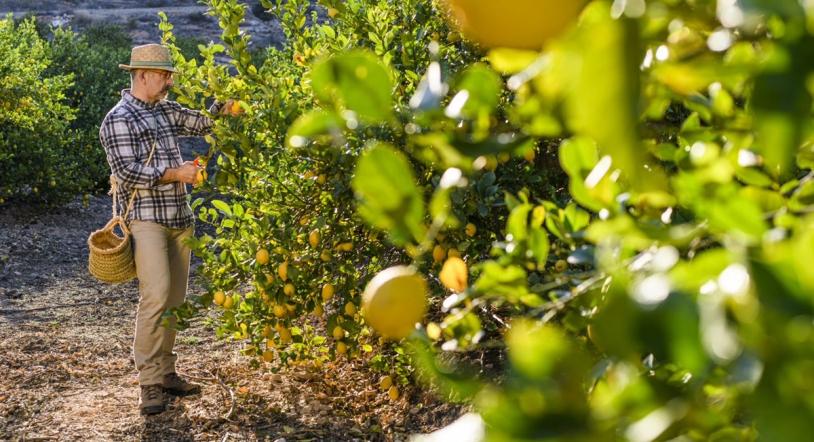 España produce 990.000 toneladas de limón durante la última campaña