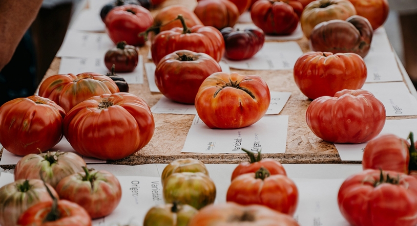 El tomate de Aretxabaleta (País Vasco) elegido el mejor de España
