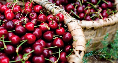 Cerezas de la Sierra de Francia