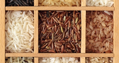 Todo sobre el arroz
