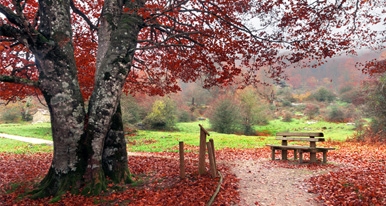 Alimentos de Otoño