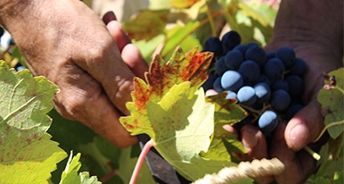 Comienza la vendimia 2015 en la Sierra 