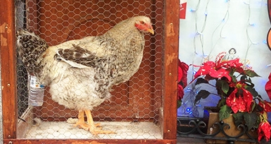 Casa Paca se lleva el capón “Josemi”