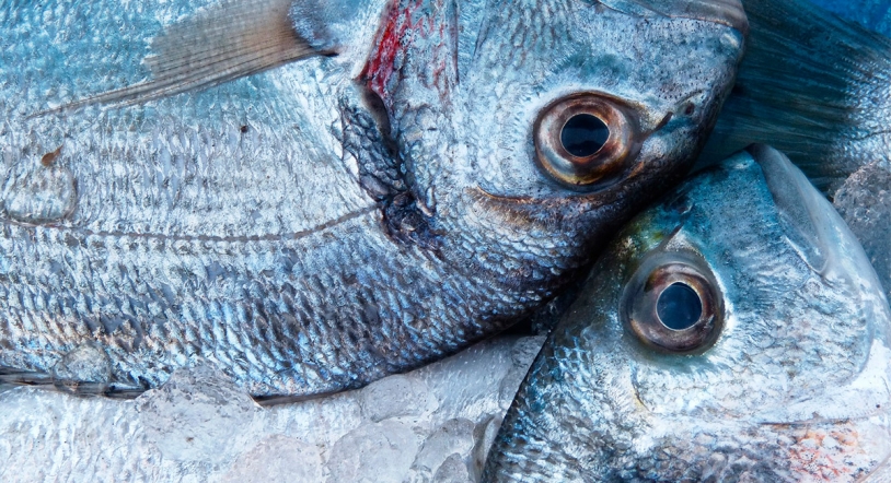 5 Consejos para comprar pescado fresco