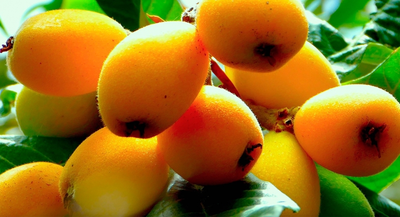 Nísperos: la fruta de la primavera