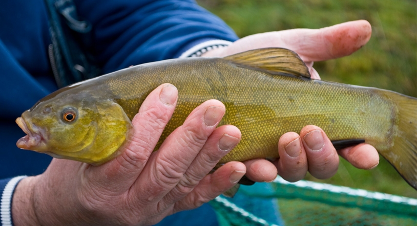 Las tencas, un desconocido pescado estival 