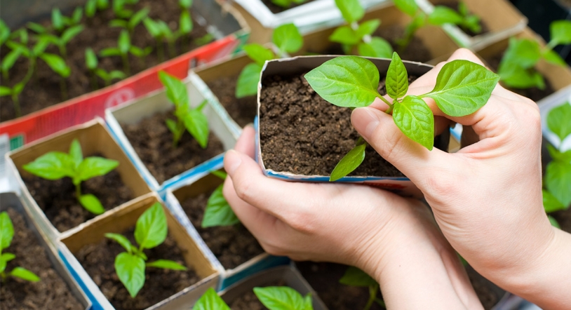 Cómo cultivar un huerto 
