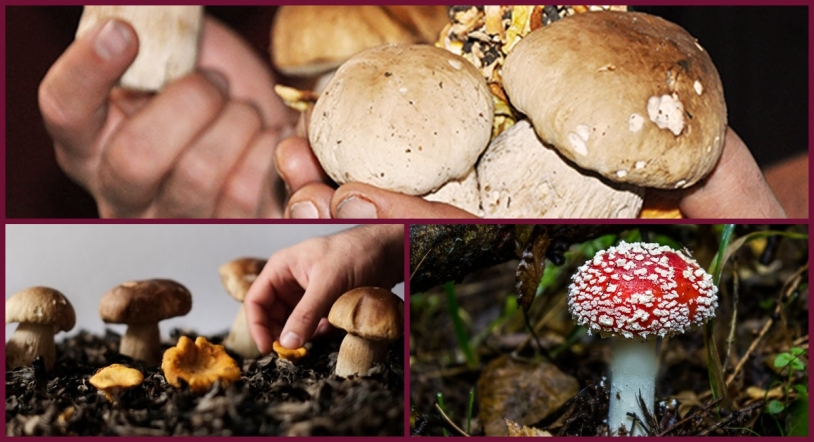 El otoño sabe a micología