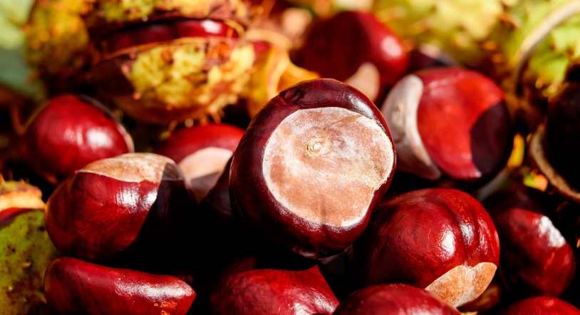 4 Recetas originales con castañas 