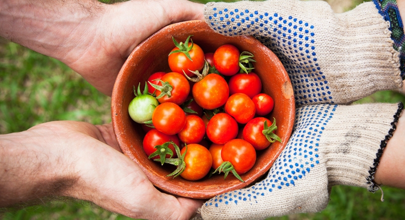 Los tomates son para el verano