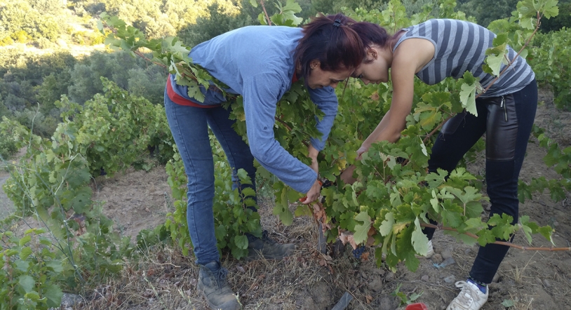 Inicio de la vendimia 2017 en la D.O.P. Sierra de Salamanca