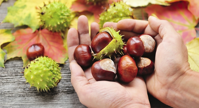Un otoño con aroma a castañas