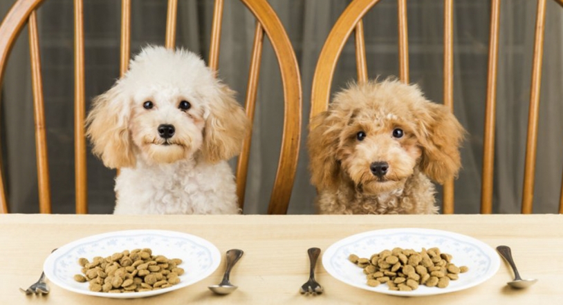 El primer restaurante para perros de España, Dog Style Concept, llega a Salamanca (Inocentada)