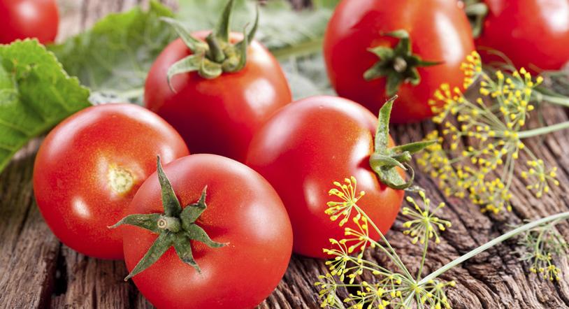 Temporada de tomates