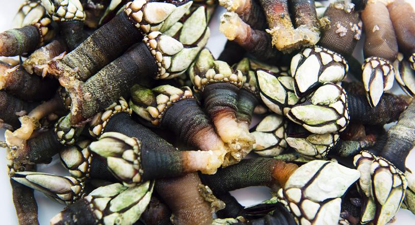 Jornadas Gastronómicas del percebe en el restaurante Pucela