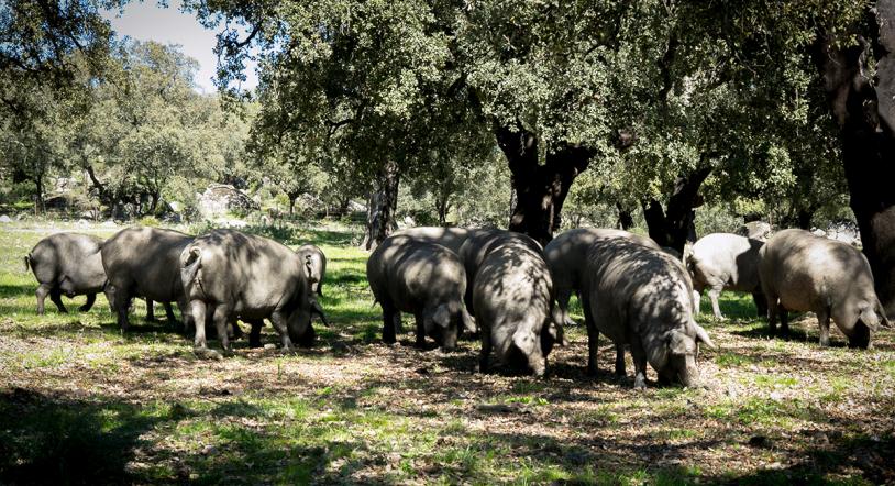 La montanera, el ingrediente clave en la cocina de Jamón Jamón 