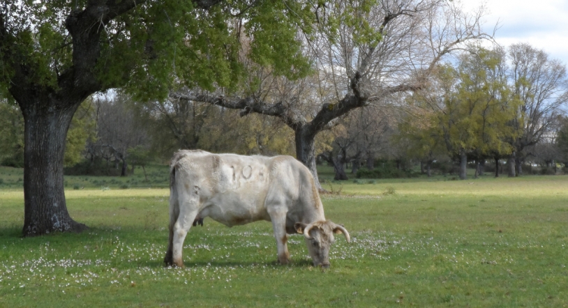 ¿Qué opinan en Salamanca de los gases que emiten las vacas?