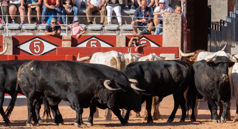 La novillada abre mañana la Feria Taurina Virgen de la Vega 2019