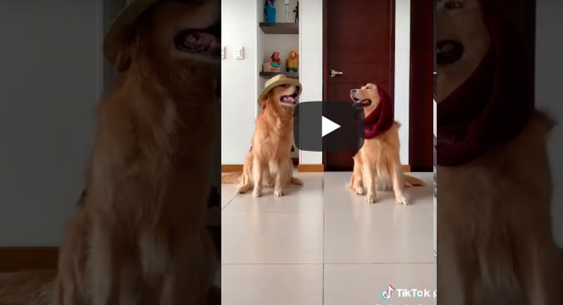 Vídeo| ¡El perro que se ha hecho viral bailando en TikTok!