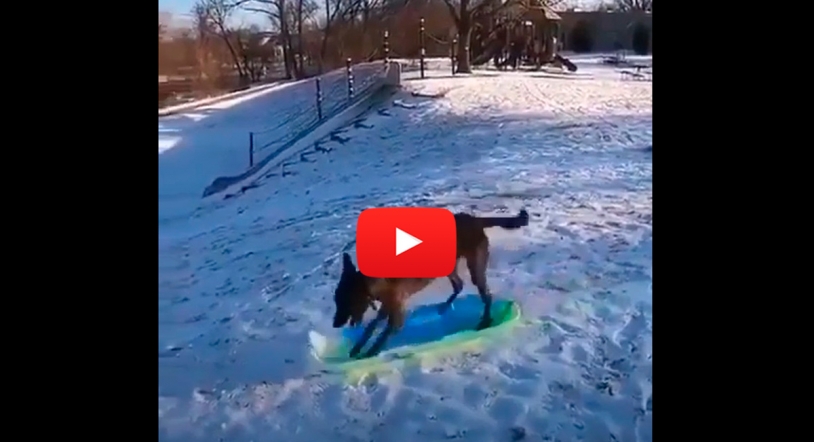 Vídeo viral | ¡No te pierdas a este perro lanzándose solo en trineo por la nieve! 