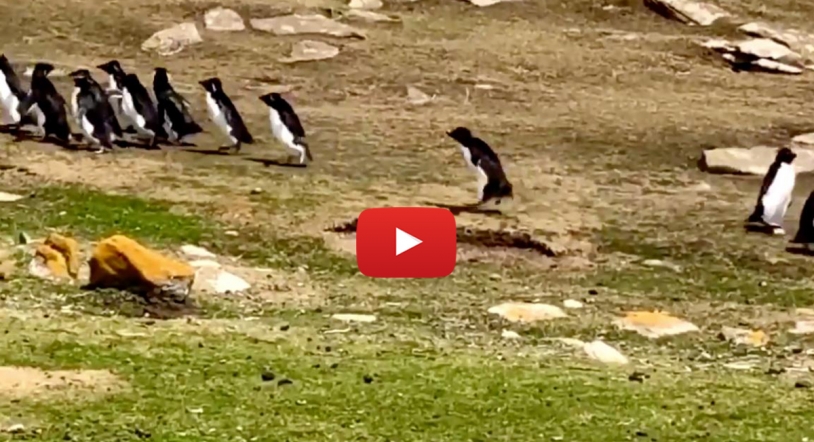 El encuentro de dos grupos de pingüinos se vuelve viral tras confundirse de grupo uno de ellos | Vídeo