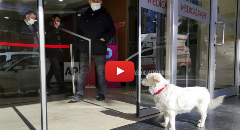 Vídeo Viral | Perro espera en la puerta del hospital a su dueño ingresado