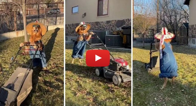 Vídeo | Alucinante perro 'jardinero' que corta el césped
