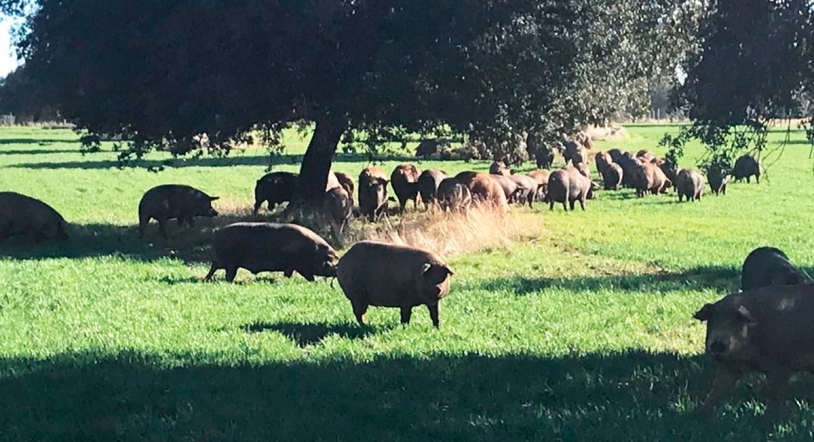 Cerdos ibéricos de bellota de ganadería propia, una de las señas de identidad de Cárnicas Mulas