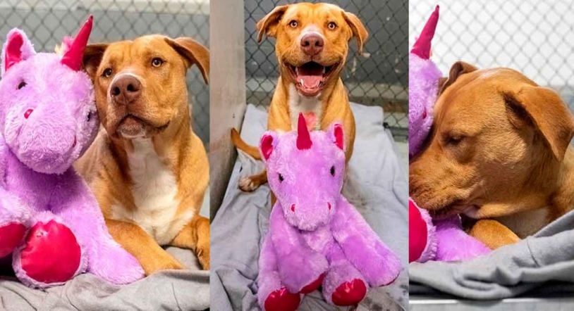 Un perro callejero roba cinco veces un peluche de unicornio y acaba consiguiendo que un refugio se lo compre