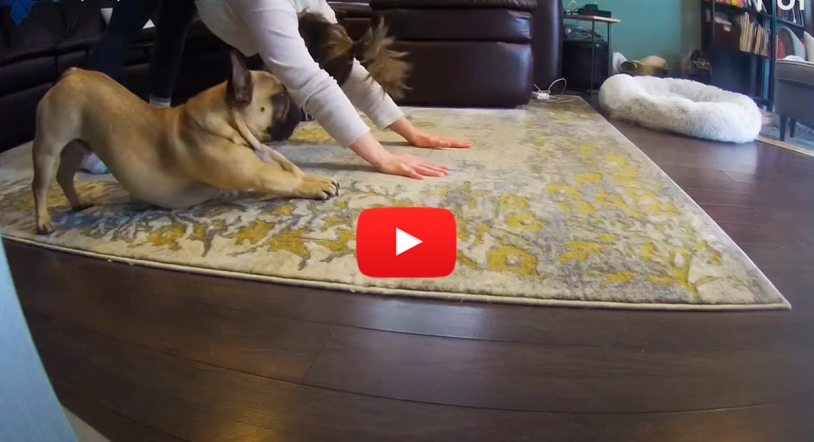 Vídeo viral | Gracioso bulldog haciendo yoga con su dueña