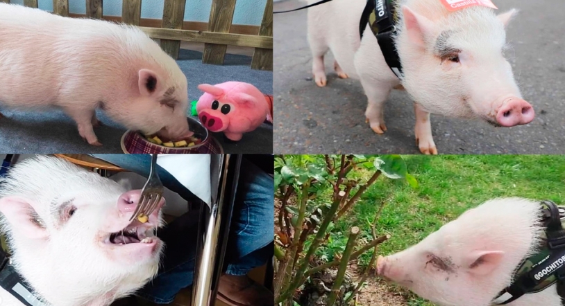 Gochito, el cerdito más famoso de Salamanca