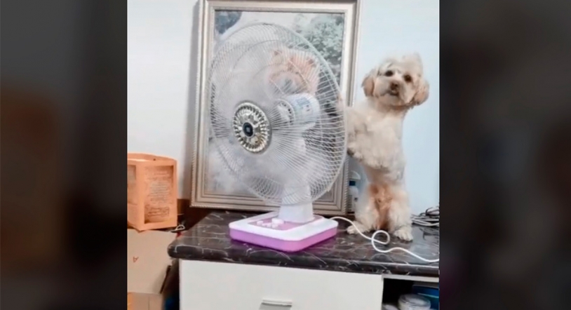 Viral | La solución al calor de este perro
