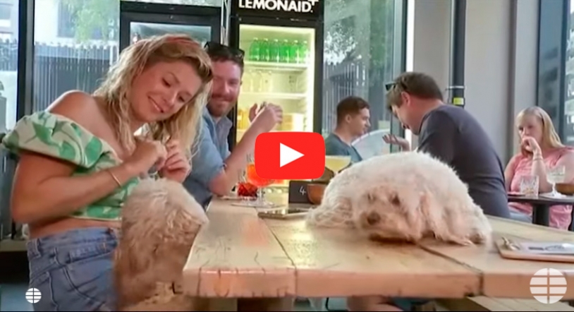 Salir de copas con tu mascota: Se inaugura un bar para perros