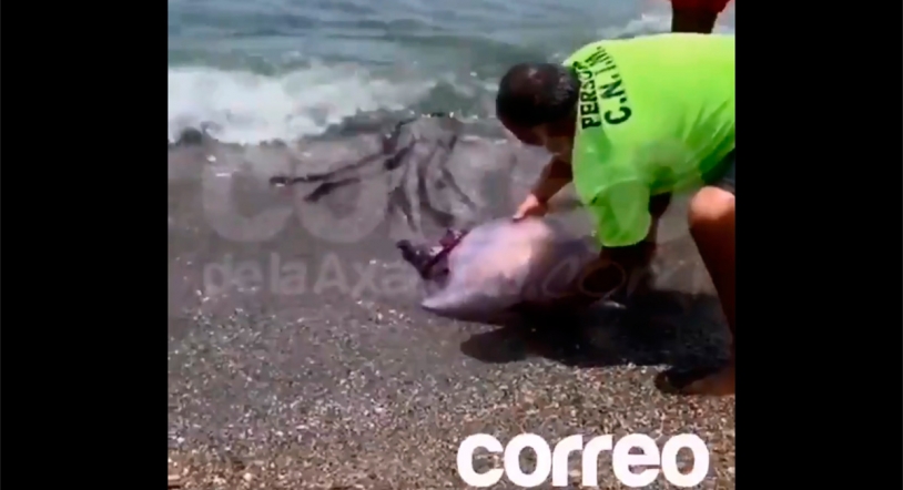 Viral | Atrapan una medusa enorme en la costa de Málaga