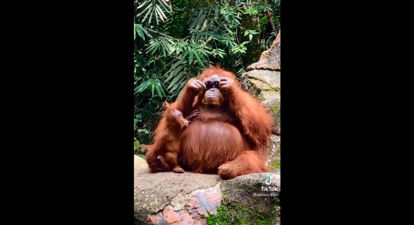 Viral | Esto ocurre si le dejas tu gafas a un orangután