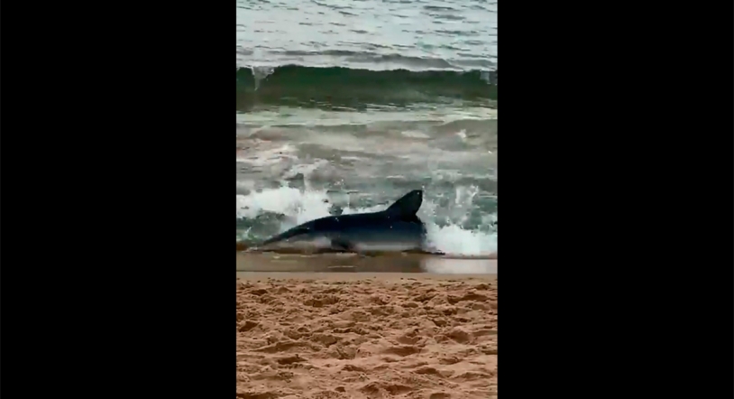 Viral | Un tiburón desorientado obliga a desalojar una playa en Benidorm