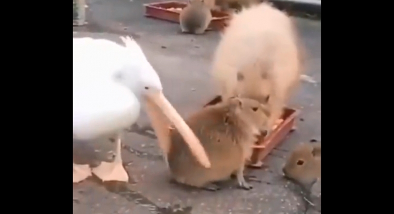 Viral | El intento de un pelícano de comerse una cobaya