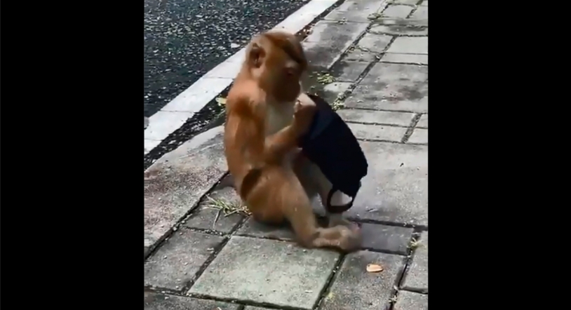 Viral | El mono que hace caso a las autoridades sanitarias