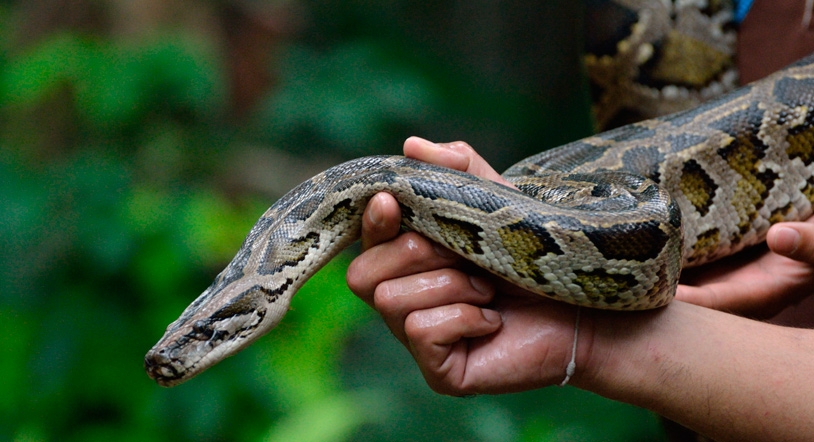 Aparece la boa constrictor que había sembrado el pánico en Palencia